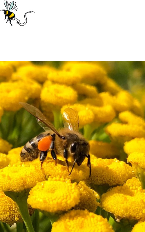 Myphilosophy x AMPA : La mode qui protège les abeilles !
